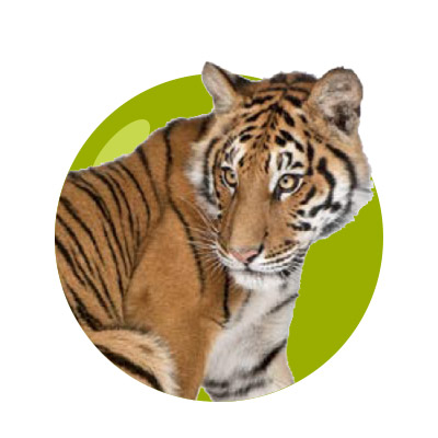 Animals